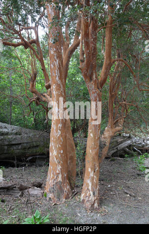 Arrayan trees in Parque Nacional Los Arrayanes, Villa La Angostura, Nahuel Huapi National Park, The Lake District, Argentina Stock Photo