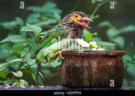 Brown-headed barbet in Minneriya national park, Sri Lanka ; specie Megalaima zeylanica family of Ramphastidae Stock Photo