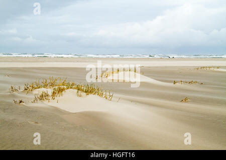 Dune forming on a stormy beach: Sand couch (Elytrigia juncea ) catches sand and forms embryonic dunes Stock Photo