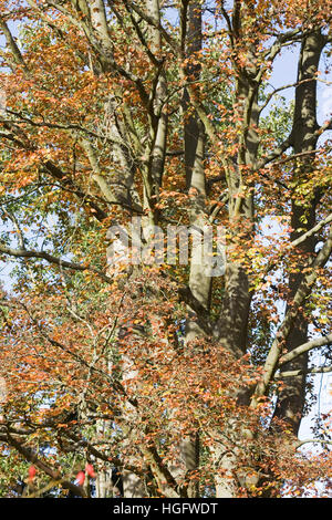 Fagus sylvatica in Autumn. Common Beech tree leaves. Stock Photo