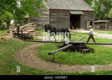 Canadian horse endangered Canada Ontario museum Stock Photo