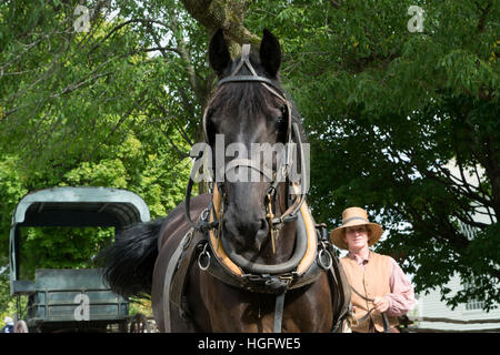 Canadian horse endangered Canada Ontario museum Stock Photo