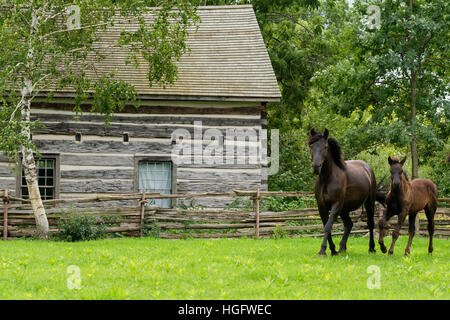 Canadian horse endangered Canada Ontario museum Stock Photo