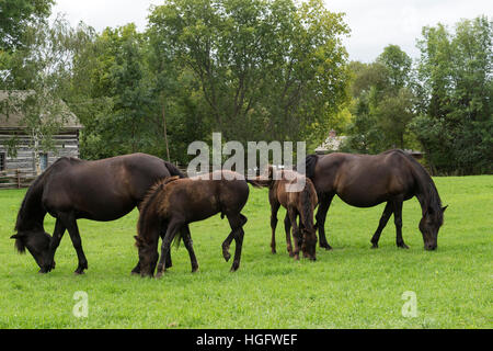 Canadian horse endangered Canada Ontario museum Stock Photo