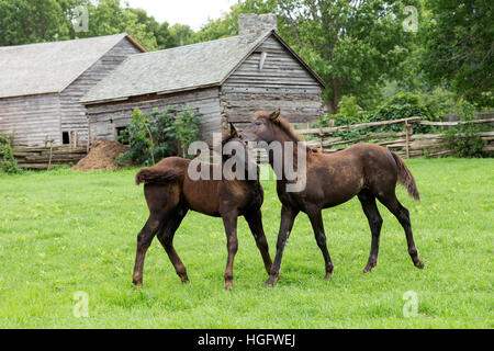 Canadian horse endangered Canada Ontario museum Stock Photo