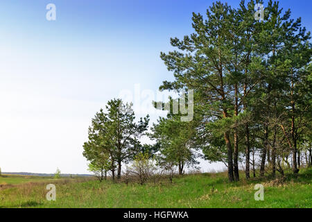 Spring landscape in the forest at the edge of a growing young pines. Stock Photo