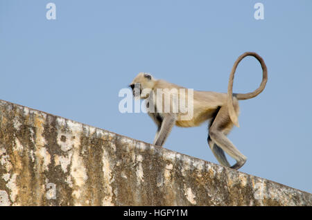 Southern Plains Gray Langur a monkey in India Jaipur, a monkey,langur,gray,goes,on edge,walls,an animal,mammals,india,jaipur Stock Photo
