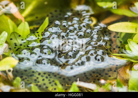 Common frogspawn in garden pond Stock Photo