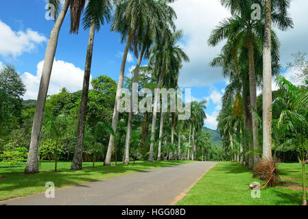 Tall palm trees in the park Stock Photo