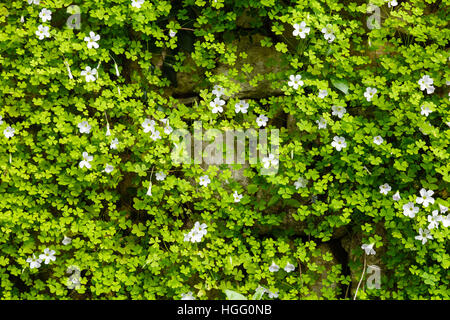 Oxalis sp Stock Photo