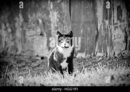 a cat (Felis catus) in front of an old barn Stock Photo