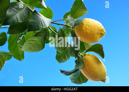 lemons on brach Stock Photo