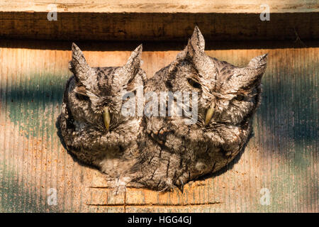 Eastern Screech Owls in Nest Box Stock Photo