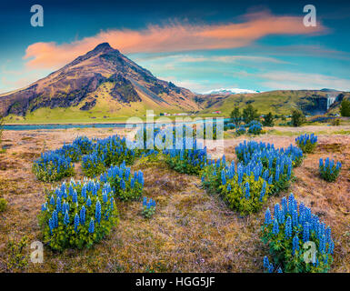 Blooming lupine flowers near majestic Skogafoss waterfall in south Iceland, Europe. Colorful summer landscape in the country.