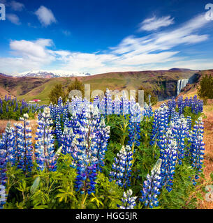 Blooming lupine flowers near majestic Skogafoss waterfall in south Iceland, Europe. Colorful summer landscape in the country. Stock Photo