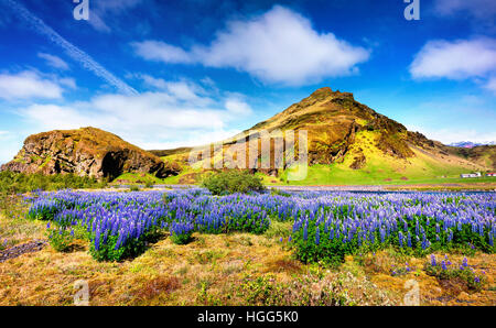 Typical Icelandic landscape with field of blooming lupine flowers in the June.Sunny summer morning in the south coast of Iceland Stock Photo