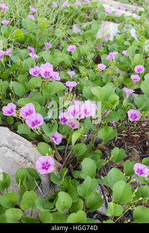 Blooming Ipomoea flower or Beach morning glory near the coast in Thailand. Stock Photo