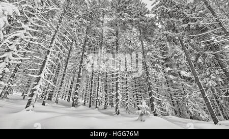Black and white winter landscape with snow covered trees. Stock Photo