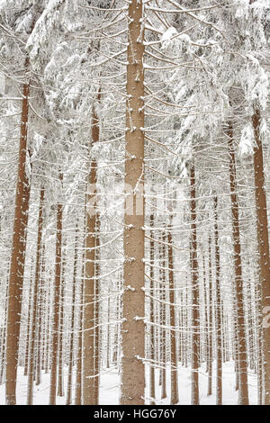 Snow covered tree trunks, natural background, selective focus. Stock Photo