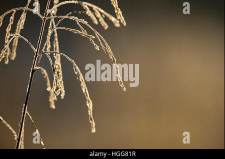 A tall brown grass is covered in morning frost as the sun shines on it from behind against a smooth brown background. Stock Photo