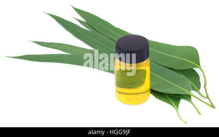 Eucalyptus Oil with leaves over white background Stock Photo