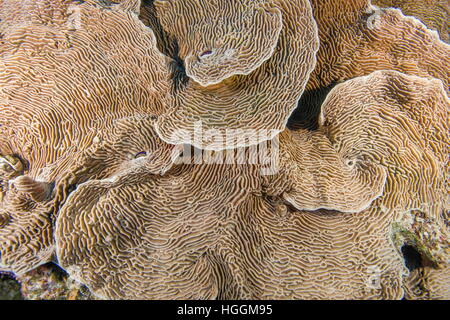 Red Sea, Egypt. 7th Nov, 2016. Serpent Coral (Pachyseris speciosa) Red Sea, Egypt © Andrey Nekrasov/ZUMA Wire/ZUMAPRESS.com/Alamy Live News Stock Photo