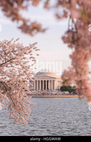 The Thomas Jefferson Memorial is framed by cherry blossoms at sunset. Stock Photo
