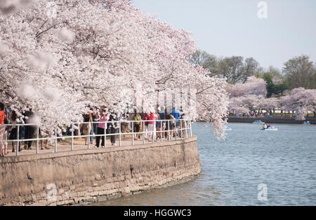 Tourists enjoy walking among beneath the blooming cherry blossom trees at the Tidal Basin in Washington, D.C. Stock Photo