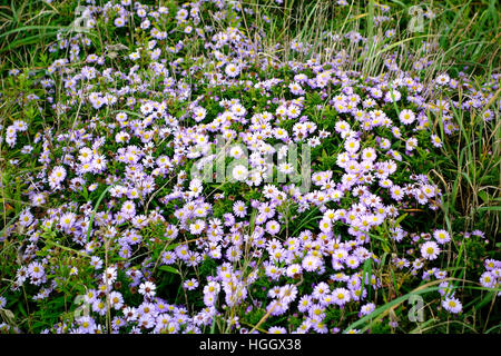 Sea Aster ( Aster tripolium ) in Flower, UK Stock Photo