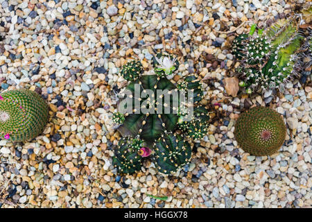 Cactus growing in rock bed, Flower,Cactus Plant,  Succulent Plant Stock Photo