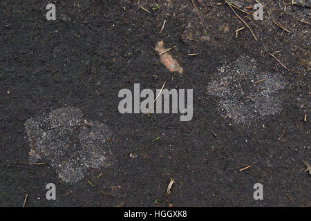 Close up of gray wolf / grey wolf (Canis lupus) footprints in the mud Stock Photo