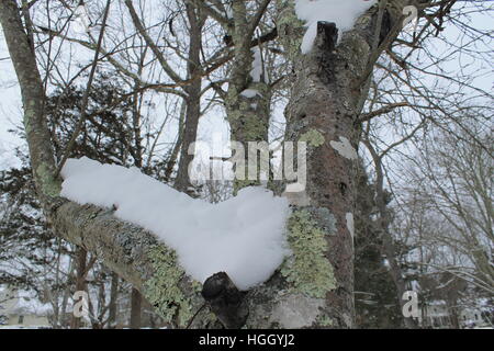 tree with moss and snow on it. Stock Photo