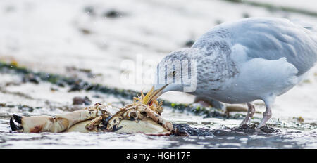 Herring gull Larus argentatus, juvenile feeds on washed up crab, St Mary's, Isles of Scilly, October Stock Photo