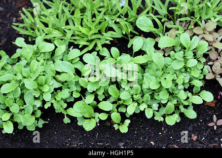 Choy Sum and Kang Kong seedlings sprouting on garden bed Stock Photo