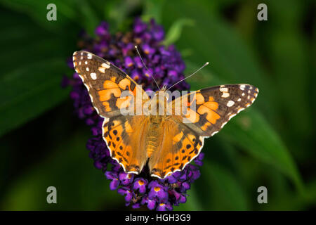 Painted lady or cosmopolitan (Vanessa cardui) on butterfly-bush (Buddleja sp.), Baden-Württemberg, Germany Stock Photo