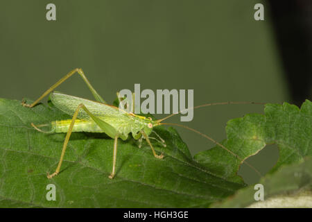 Oak bush-cricket (Meconema thalassinum) on leaf, Baden-Württemberg, Germany Stock Photo