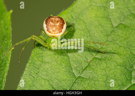 Green crab spider (Diaea dorsata) on leaf, lurking, Baden-Württemberg, Germany Stock Photo