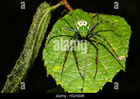 Lynx spider (Peucetia madagascariensis) lurking on leaf, Ankarafantsika National Park, Madagascar Stock Photo