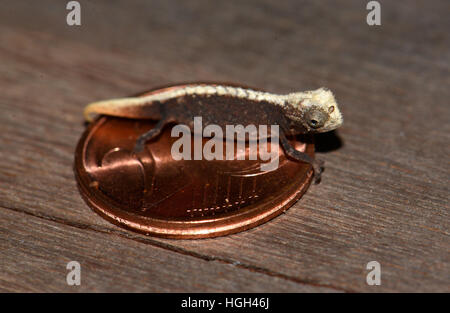 Male dwarf chameleon (Brookesia micra), on cent coin, one of the smallest reptiles in the world, Nosy Hara National Park Stock Photo