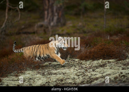 Royal Bengal Tiger / Koenigstiger ( Panthera tigris ), through undergrowth, jumping, passing a clearing, in a hurry. Stock Photo