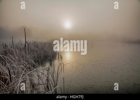 Sunrise over reed beds, St Michael's Mead, frost and ice Stock Photo