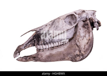 Complete horse skull head isolated on a white background. Stock Photo