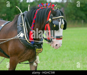 Shire Horse in harness ready to pull plough Stock Photo