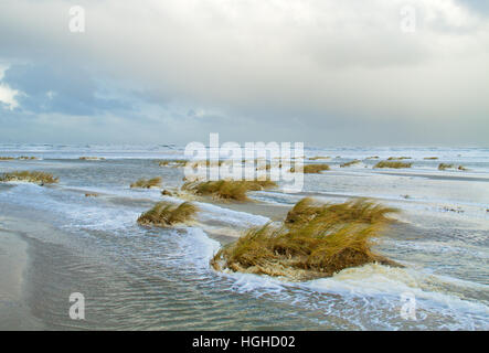 Sand couch grass (Elytrigia juncea ) and beach foam at high tide on a stormy day on a flooded beach Stock Photo