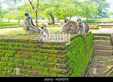 The pack of grey langur monkeys with babies relax in shade of garden, sitting on the ruins of ancient building, Anuradhapura, Sri Lanka. Stock Photo