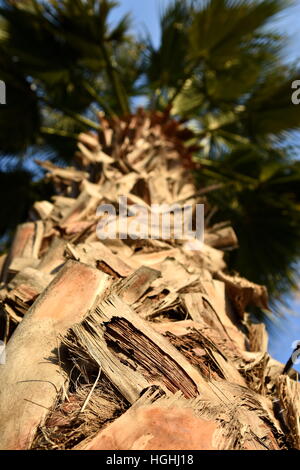 Palm tree from base photo, Sandy Beach, United Arab Emirates Stock Photo