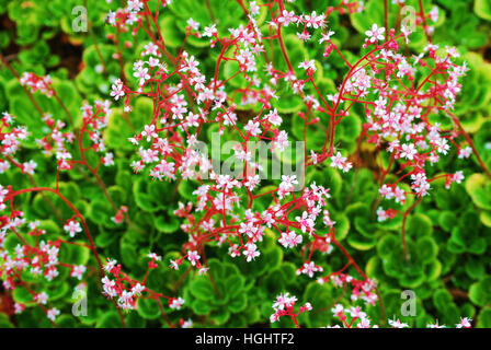 Delicate London Pride flowers Stock Photo