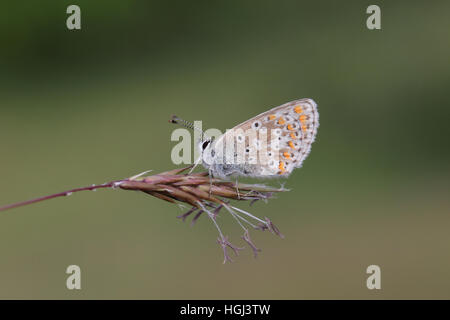 Brown Argus (Aricia agestis) perched on a grass frond, showing underwing Stock Photo