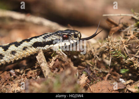 Male European Adder (Vipera berus) flicking forked tongue Stock Photo