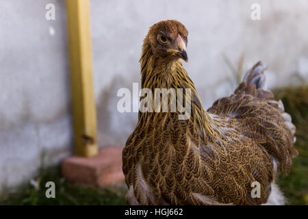 Brahma chicken with yellow and gold colors